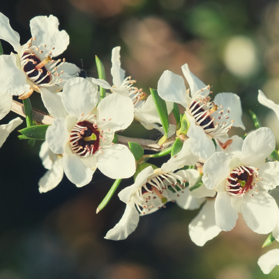 Why is Manuka oil our special super-ingredient?