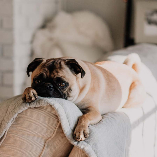 Help! Why Is My Dog Itching So Much? WashBar