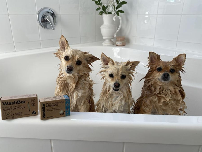 How Often Should I Wash My Dog? WashBar