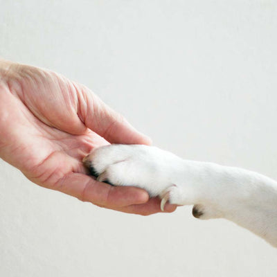 How to Condition Your Dog's Paws to Avoid Rough, Dry & Sensitive Paw Pads