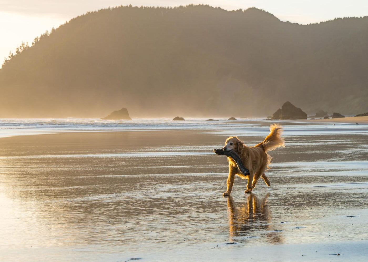 A picture of a happy golden retriever fetching a large stick on the beach