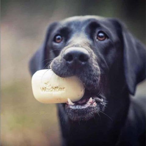 A picture of a black lab dog with a  100% all-natural Manuka Washbar in their mouth