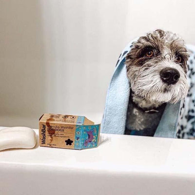Dog with towel in a bath tub with the WashBar soap bar.