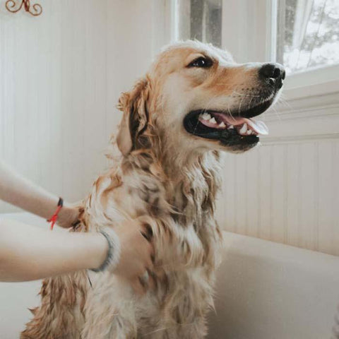 A picture of a happy golden retriever taking a bath with the100% all-natural Manuka WashBar