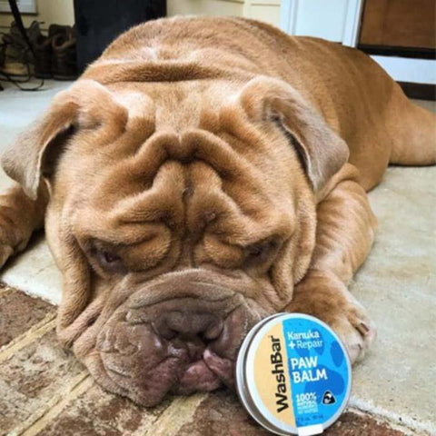 A sleeping bull dog next to a container of Kanuka repair paw balm made by WashBar