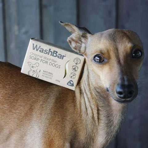 A small brown dog with an original WashBar dog soap bar on it&
