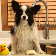 A picture of a small black and white dog taking a bath in the sink with a Washbar Manuka soap bar