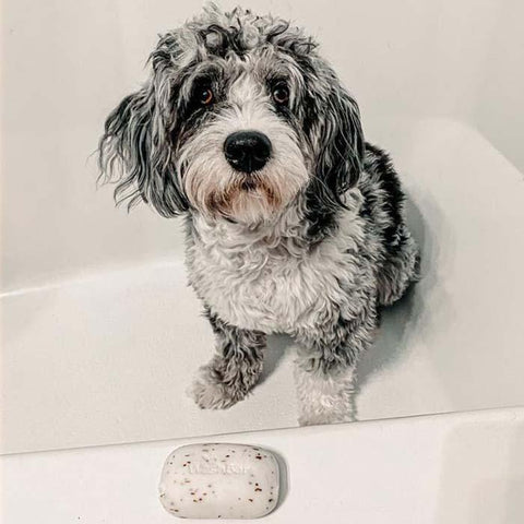 A small, white and fluffy dog in the bath with a WashBar original soap bar