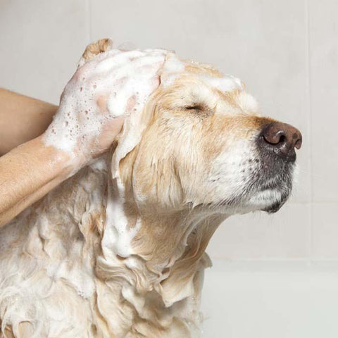 A picture of a happy yellow lab taking a bath with the WashBar original soap bar for dogs